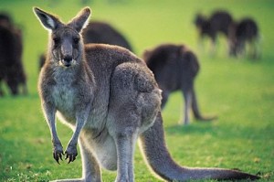 Kangaroos Kangaroos