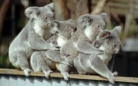 koalas koalas